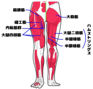 下肢筋解剖