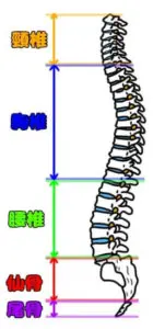 頸椎,胸椎,腰椎,仙骨,尾骨
