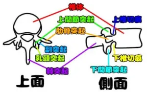 腰椎