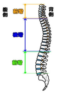脊椎（前彎,後彎）