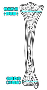 骨端軟骨（骨端線）