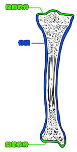 骨膜と関節軟骨