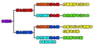 神経系の機能分類