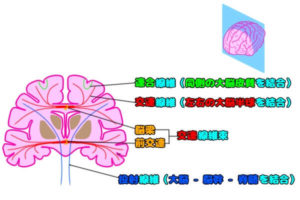 大脳髄質の神経線維束