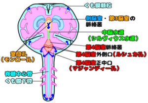 脳室系