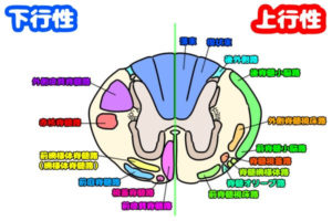 脊髄_神経伝導路の走行分布図